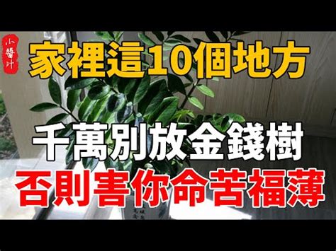 吸財樹風水|吸財樹養護關鍵點